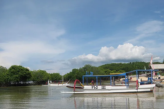 Wooden boats moored at the edge of the mangroves on Nusa Lembongan